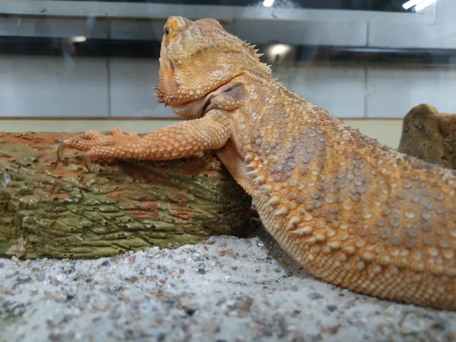 10 errores comunes al empezar con reptiles (y cómo evitarlos)
