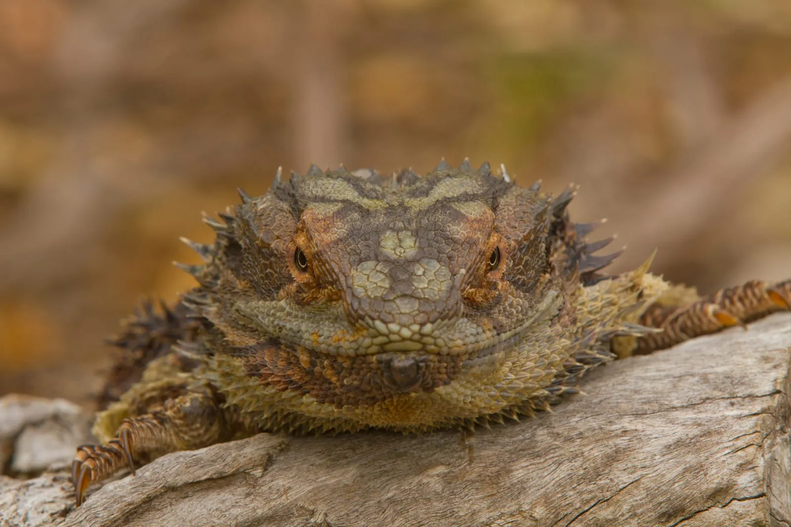 Focos UVB para reptiles: comparativa 2026