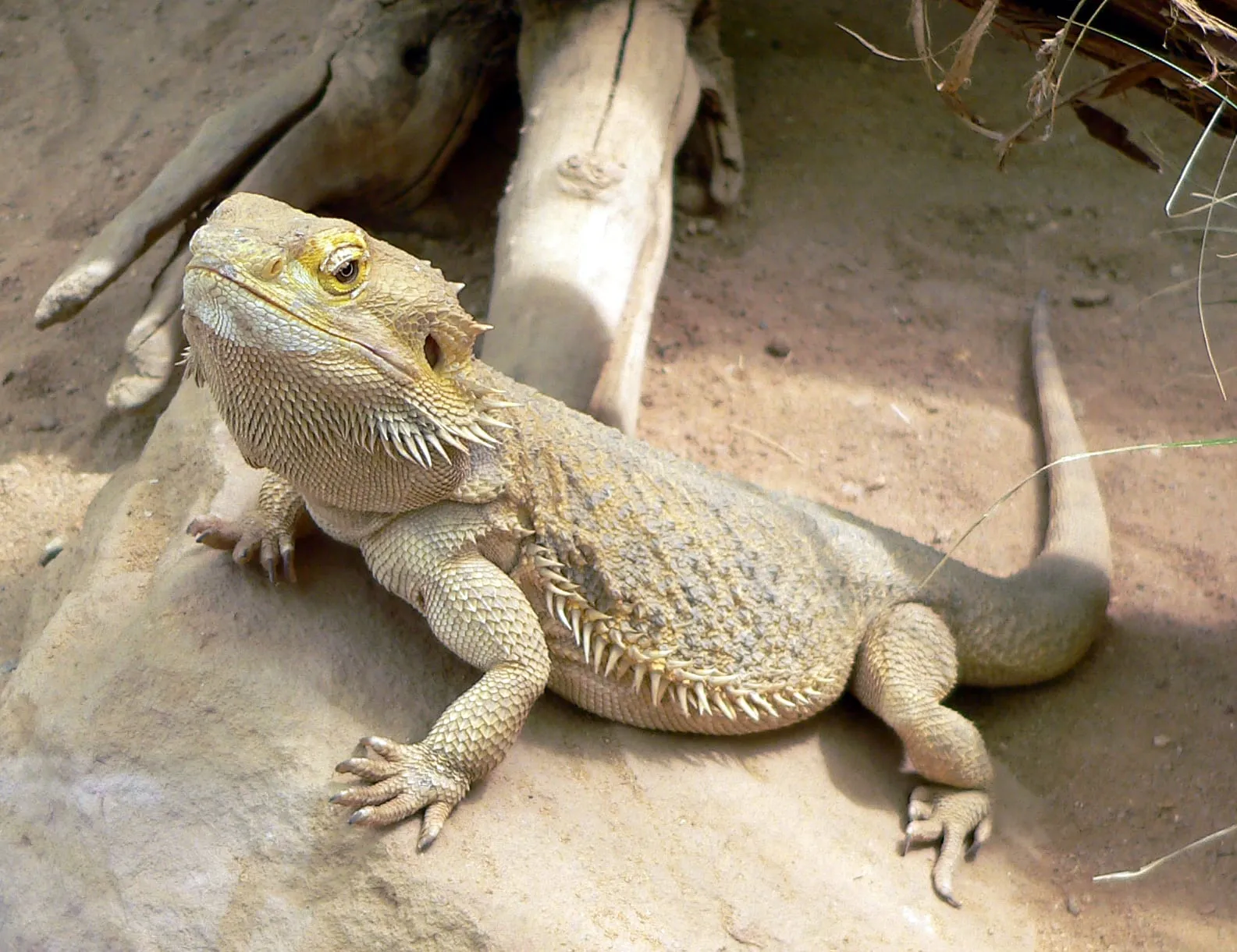 Dragón barbudo (pogona)